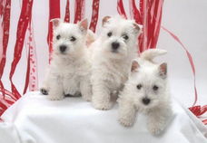 Stamboom West Highland witte puppies