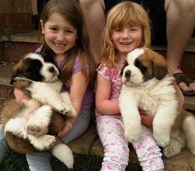 Sint Bernard puppy's - 1