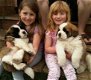 Sint Bernard puppy's - 1 - Thumbnail