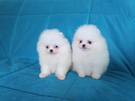 Pommeren puppies cadeau voor adoptie - 1