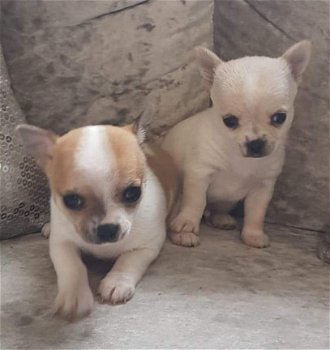 Lovely Gift Chihuahua Toy voor gratis adoptie - 1