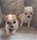 Lovely Gift Chihuahua Toy voor gratis adoptie - 1 - Thumbnail