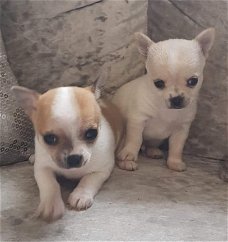 Lovely Gift Chihuahua Toy voor gratis adoptie