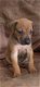 Rhodesian Ridgebacks-puppy's - 1 - Thumbnail