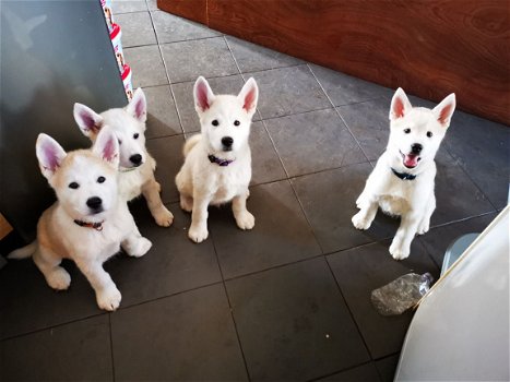 Alaskan Malamute puppy meisje - 1