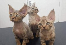 Devon Rex Kittens