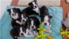 Geregistreerd Boston Terrier - 1 - Thumbnail