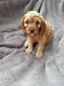 Cavapoochon puppy's - 1 - Thumbnail