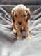 Cavapoochon puppy's - 2 - Thumbnail