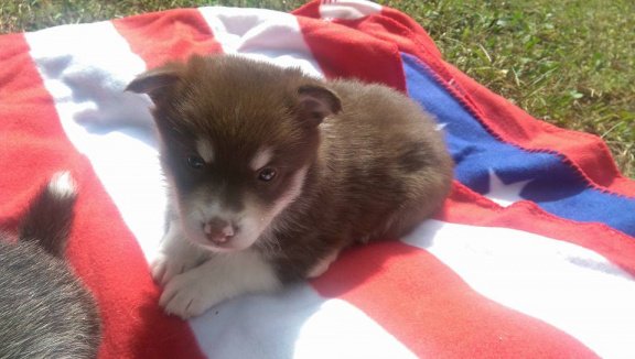 Mooie Pomsky-puppy's - 1