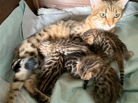 Bengaalse Kittens - 1