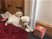 Labrador retriever - 1 - Thumbnail