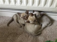 Mooie Birmaanse Kittens