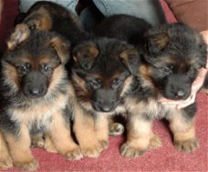 Duitse Herder Puppies