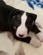 Bull terrier puppies cadeau - 1 - Thumbnail