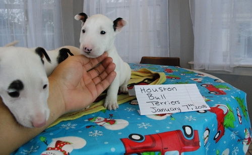 Bull terrier puppies cadeau - 2