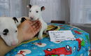 Bull terrier puppies cadeau - 2 - Thumbnail