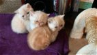 Exotische Kittens - 1 - Thumbnail