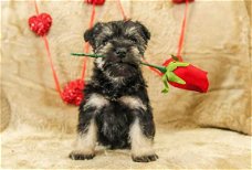 Geschenk miniatuur schnauzer puppy's