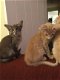 Oosterse Kittens - 1 - Thumbnail