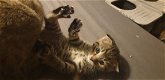 Schotse vouwen kitten - 1 - Thumbnail