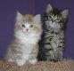 Schattige Ragamuffins-kittens - 1 - Thumbnail