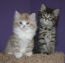 Schattige Ragamuffins-kittens