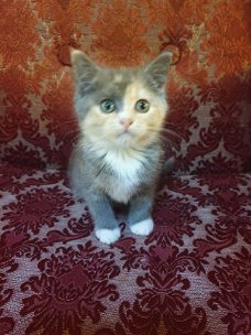 Selkirk Rex Kitten