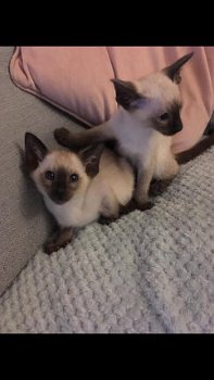 Siamese kittens - 1