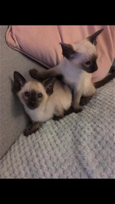 Siamese kittens