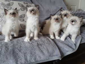 Fantastisch mooi ragdollkatje. - 1