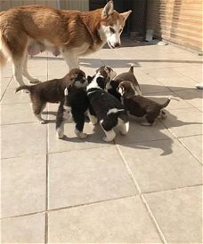 Siberische kittens