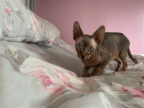 Sphynx-katje - 1