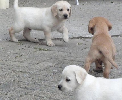 Labrador pups beschikbaar - 1