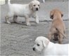 Labrador pups beschikbaar - 1 - Thumbnail