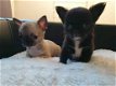 Awesome Chihuahua pups voor adoptie - 1 - Thumbnail