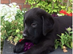 Labrador pups - 1