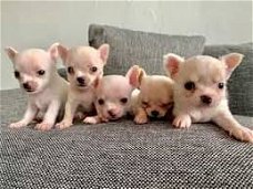 ? Schattige Chihuahua Pups Beschikbaar.