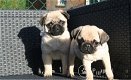 Mopshond pups met fci stamboom - 1 - Thumbnail