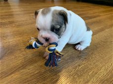 Geweldige Franse bulldogs op voor adoptie