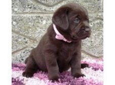 Labrador retriever choco bruin.