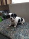 Mooie Chihuahua-puppy's - 1 - Thumbnail