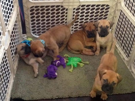 Bullmastiff-pups - 1