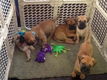 Bullmastiff-pups - 1 - Thumbnail