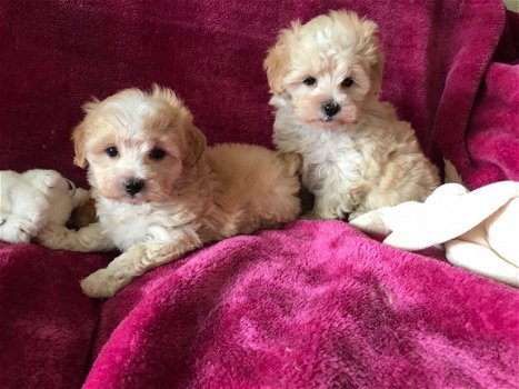 Mooie Maltipoo-puppy's - 1