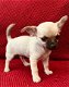 Mooie Chihuahua-puppy's - 1 - Thumbnail