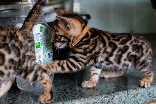 familie vriend Bengalen kittens klaar,,........................ - 1