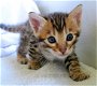 Mooie Bengaalse kittens..................,,......,........ - 1 - Thumbnail