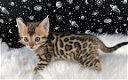Bengaalse kittens beschikbaar23............,,,,.... - 1 - Thumbnail