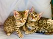 Super Bengaalse kittens beschikbaar.,./../ - 1 - Thumbnail